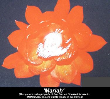 moriah hybridizing picture