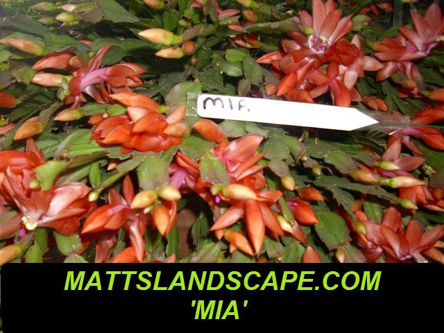 Mia 4 Inch Rooted Pot Plant