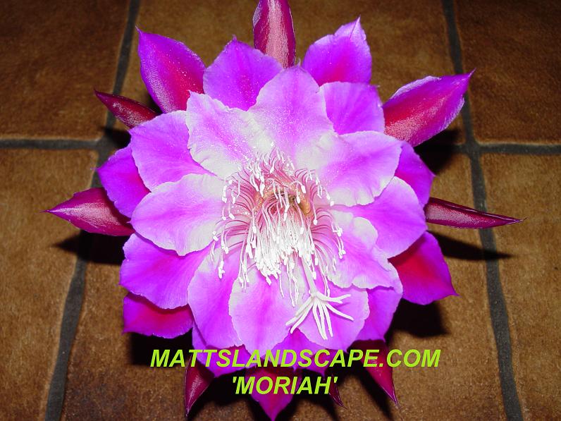 Moriah One Gallon Plant