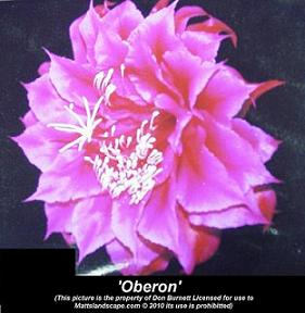 oberon don burnett mattslandscape.com