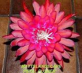 petal pusher small for about page