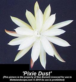 epiphyllum pixie dust don burnett