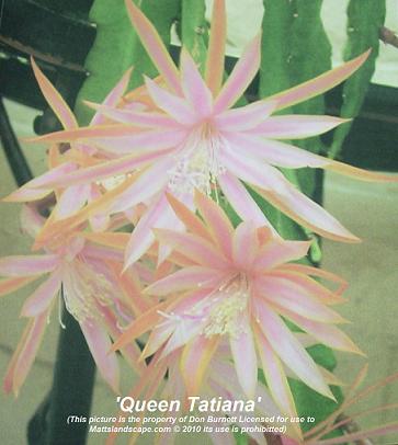 Queen tatiana don burnett mattslandscape.com