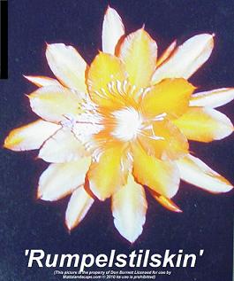 rumpelstilskin don burnett mattslandscape.com