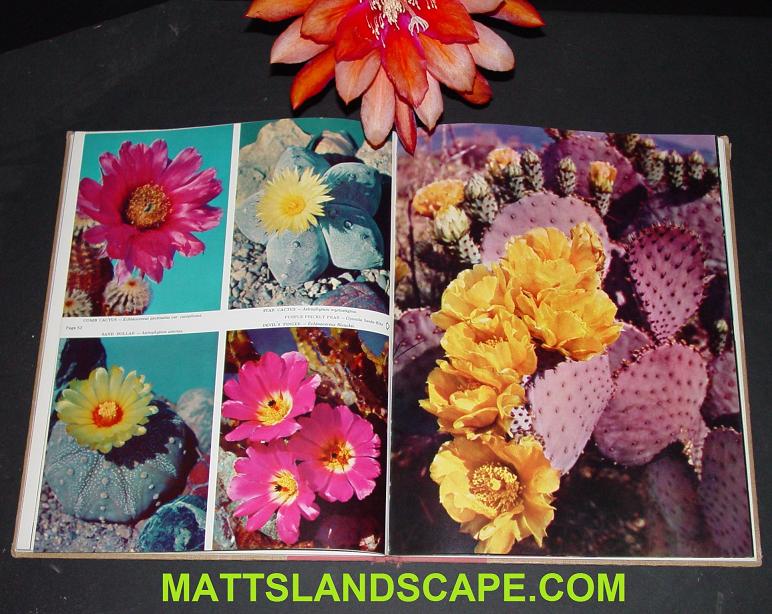 The Flowering Cactus