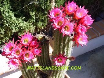 Trichocereus Epic in full bloom