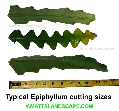 Typical Epiphyllum cutting sizes