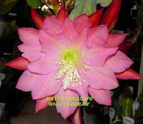 whatta dream for hybridizing page