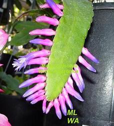 wittia amazonica for species page