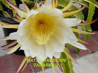 Hylocereus Zamarano