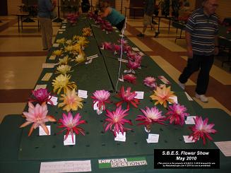 SBES 2010 Epiphyllum flower show may 2010