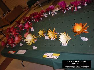 SBES 2010 Epiphyllum flower show may 2010 2