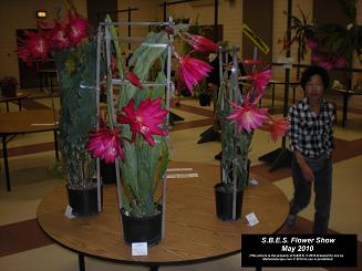 SBES 2010 Epiphyllum flower show plant may 2010 3