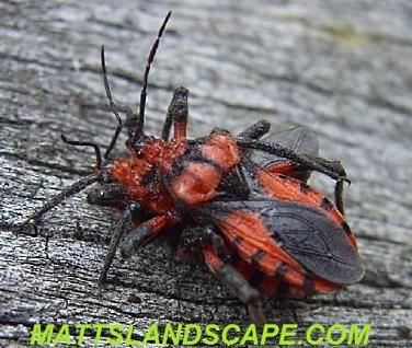 assassin bug mattslandscape.com beneficials