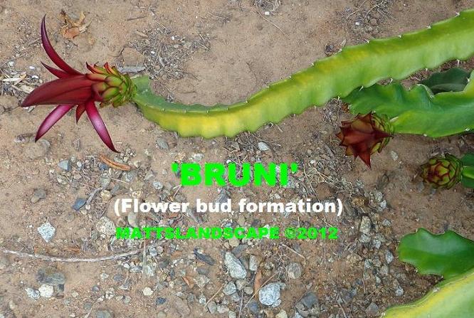bruni bud formation