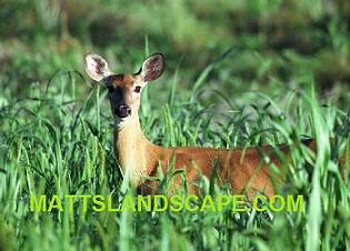 DEER IN GRASS