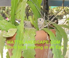 dove in epiphyllum basket 2