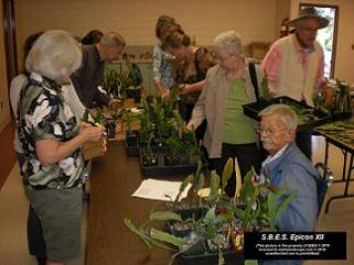 Epicon XII a few of the Epiphyllum plants brought in by members