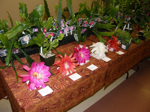 Epicon XII plants offered for sale