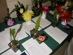 Epicon XII Silent epiphyllum auction cuttings