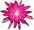 Epiphyllum Aztec Treasure blooming icon