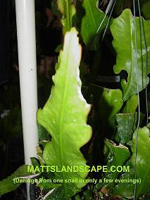 Epiphyllum stem damage from snails