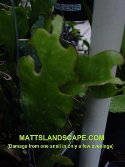 Epiphyllum stem damage from snails2