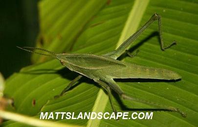 grasshopper mattslandscape.com pest page