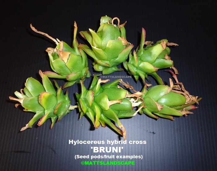 Bruni seed pods 4