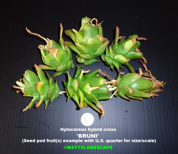 bruni 5 seed pods quarter