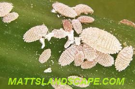 mealy bugs mattslandscape.com