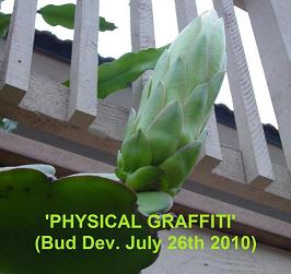 physical graffiti bud dev July 26th