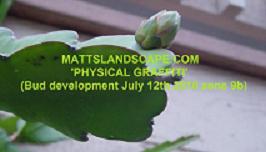 physical graffiti bud dev july 12th