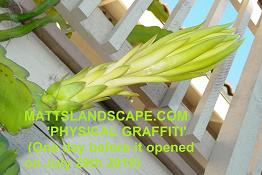 physical graffiti bud dev28th