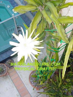 physical graffiti trellised