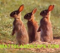 RABBITS SMALL PIC
