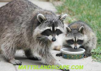 RACCOONS MATTSLANDSCAPE.COM