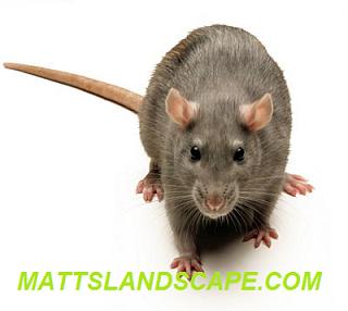 RATS MATTSLANDSCAPE.COM