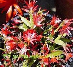 rhipsalidopsis  gaerteri easter cactus 3