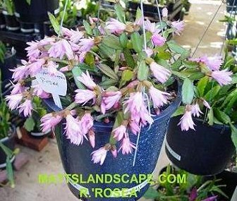 rhipsalidopsis rosea easter cactus2