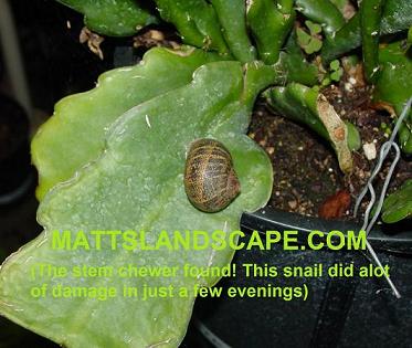 snail on epiphyllum stem