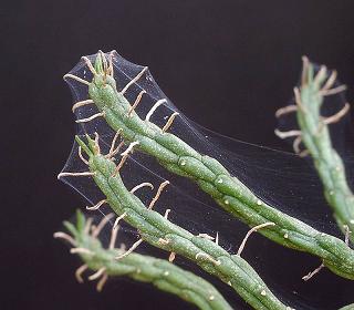 spider mites on euphorbia mattslandscape.com1