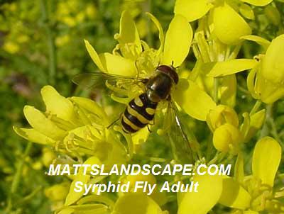 syrphid fly adult good bugs