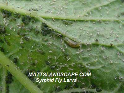 syrphid fly larva