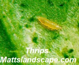 thrips on stem mattslandscape.com