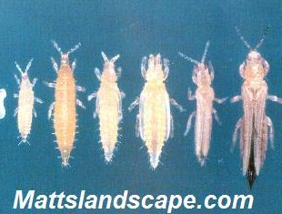 thrips variety mattslandscape.com