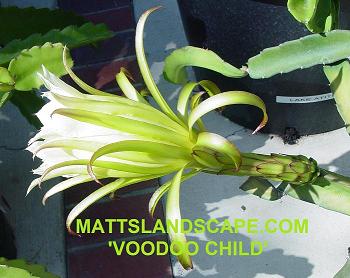 voodoo child 2 bloom